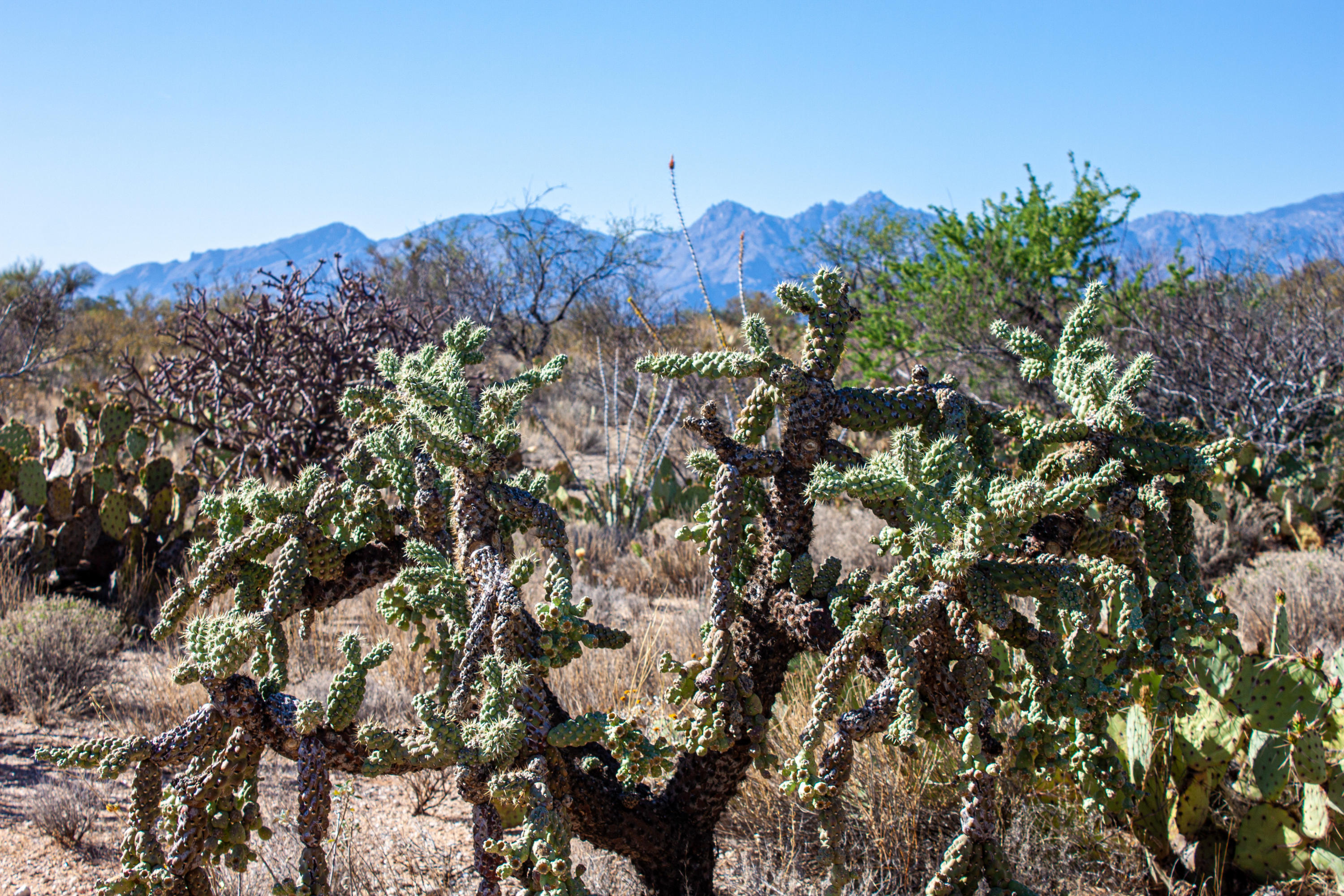 Saguaro Monument Estates - Land