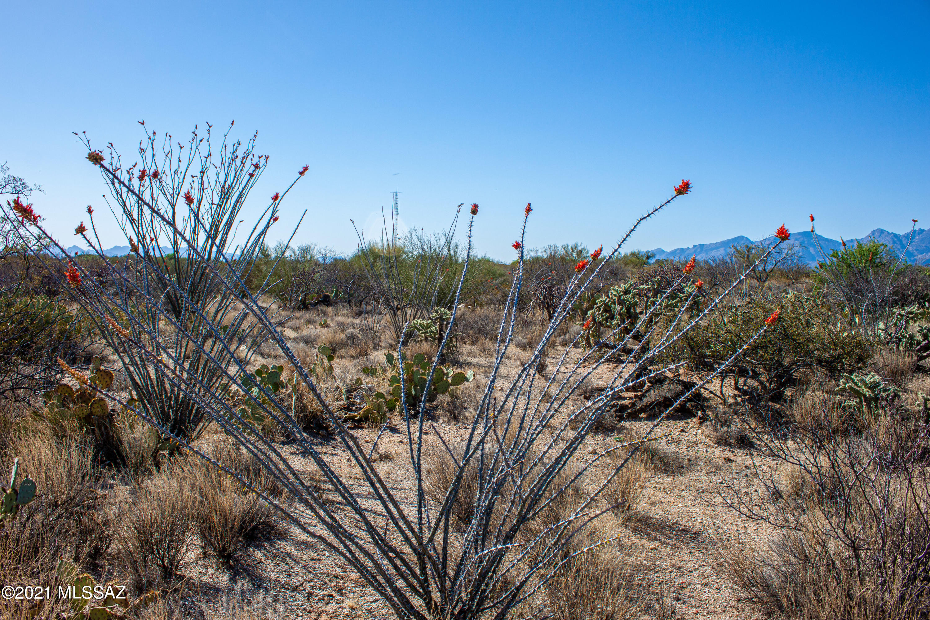 Saguaro Monument Estates - Land