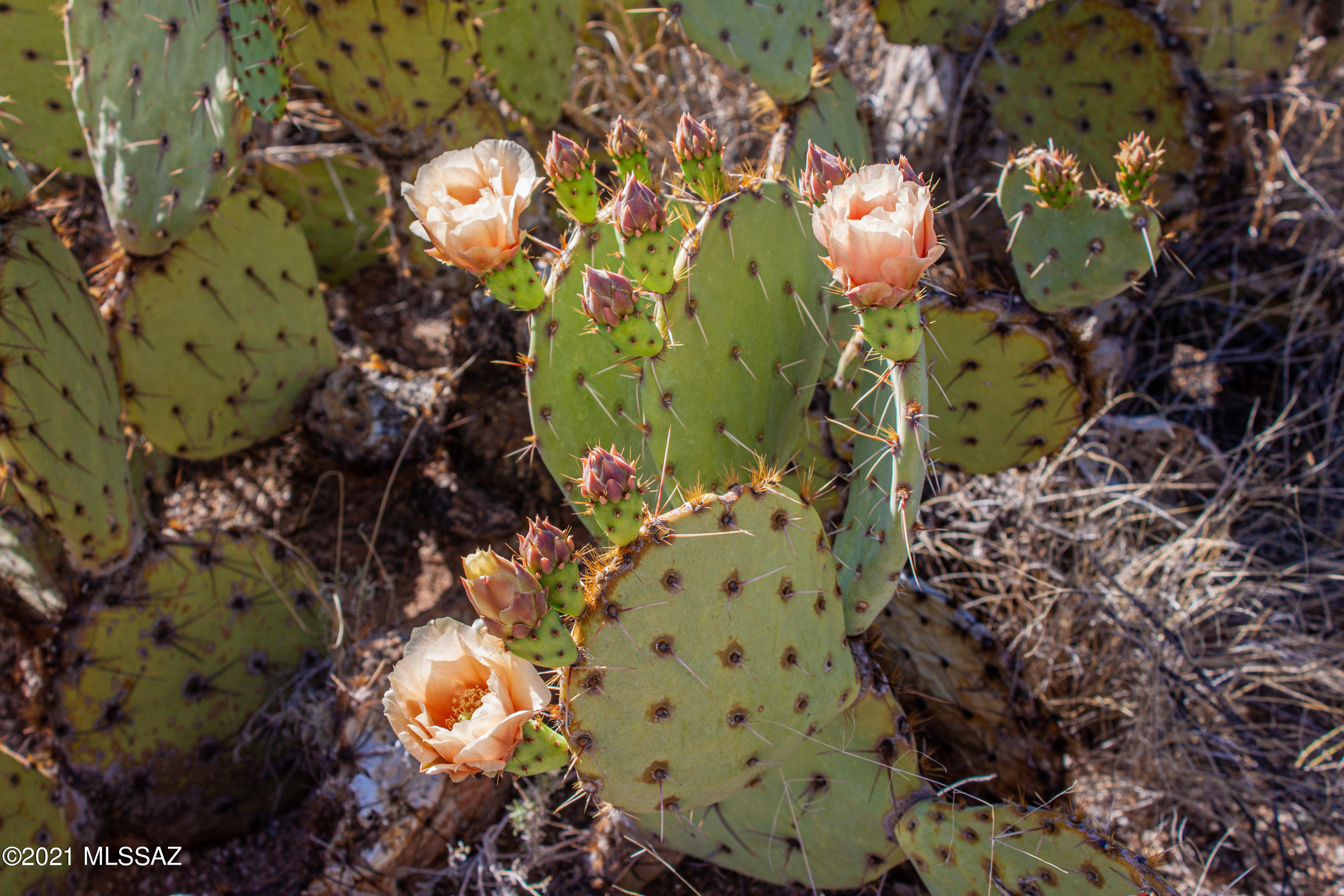 Saguaro Monument Estates - Land