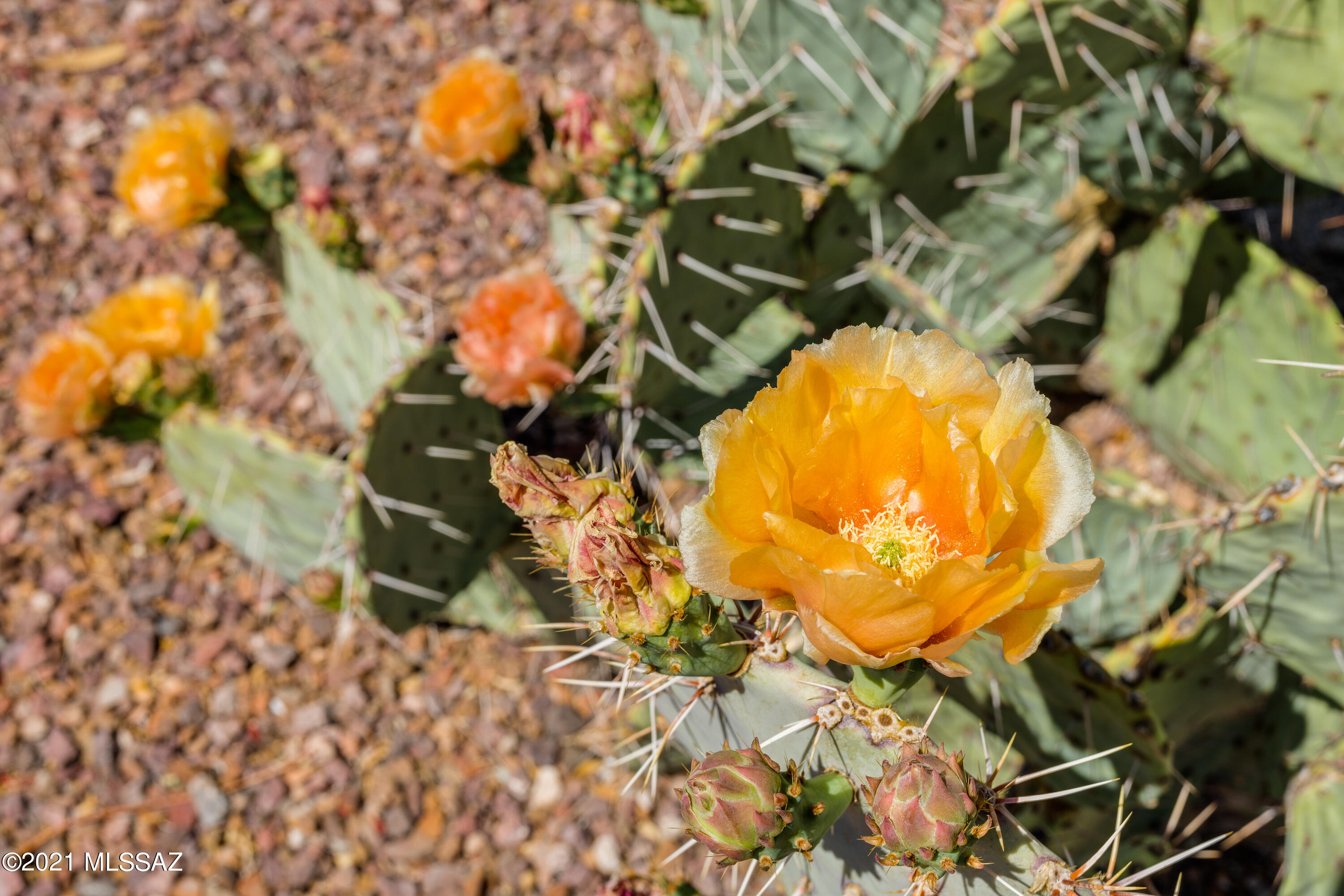 Sunrise Canyon (1-58) - Residential