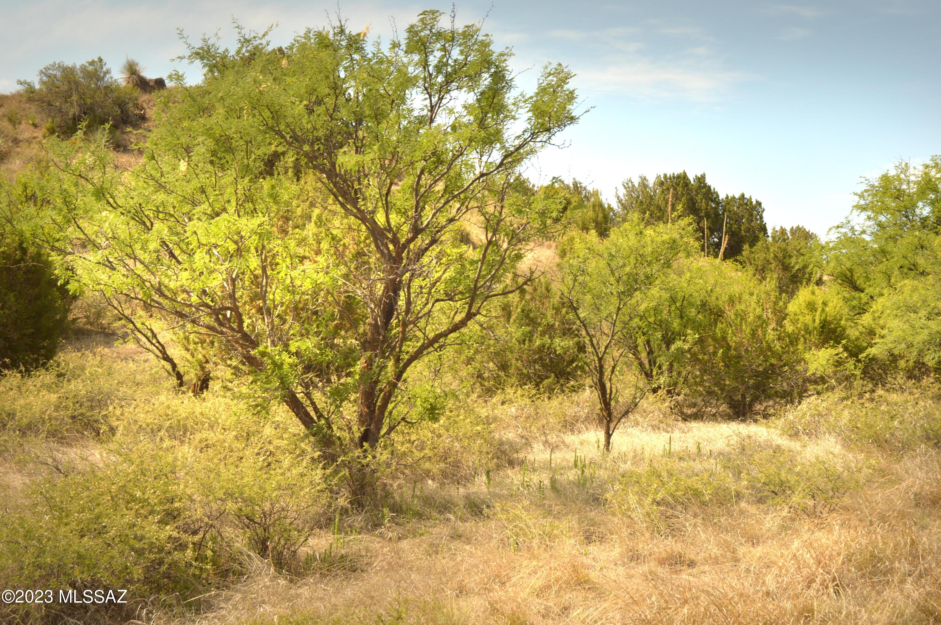 WILDLIFE CORRIDORS is an environmentally thoughtful development in the heart of Southern Arizona's Sky Islands. Recognized by the National Association of Counties for best practices in sustainable projects and programs, Wildlife Haven was designed to protect the land and wildlife while providing an exceptional community lifestyle for its residents. Each parcel has a predetermined building location/pad that is cushioned within a conservation easement, the land will continue to sustain the natural wildlife corridor and migratory bird pathway. If you are longing for tranquility, moderate temperatures, nearby recreational activities, and star-filled night skies, you will appreciate this special development. See: BorderlandsRestoration.org for more information.