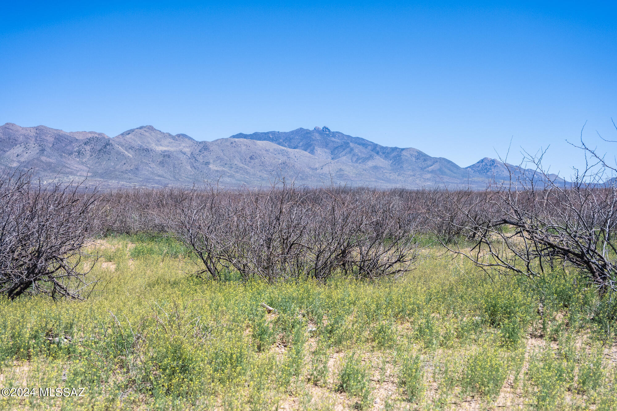 Incredible 20 acre RU-4 zoned property. Survey is scheduled and will mark the parcels. Just a few minutes out of Willcox for shopping. You can set up your off grid dream or use the available power located on the road. Legal description and parcel number will change once survey is recorded. Seller will finance with $4900 down for 10 yrs. Estimated payment of $197.40 plus property tax impound and Pioneer Title processing fee.