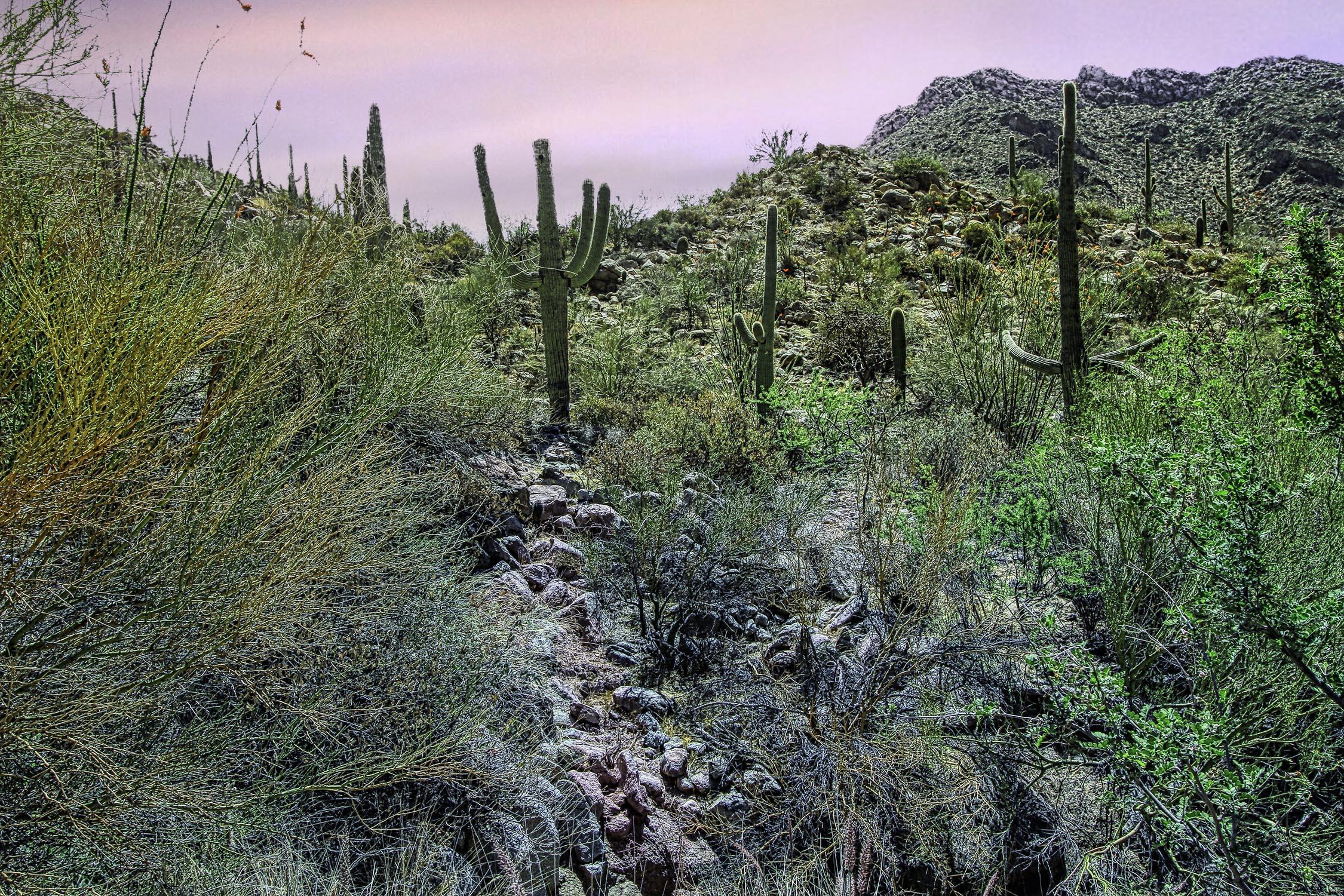 Canyon Pass II At Dove Mountain (49-110) - Land