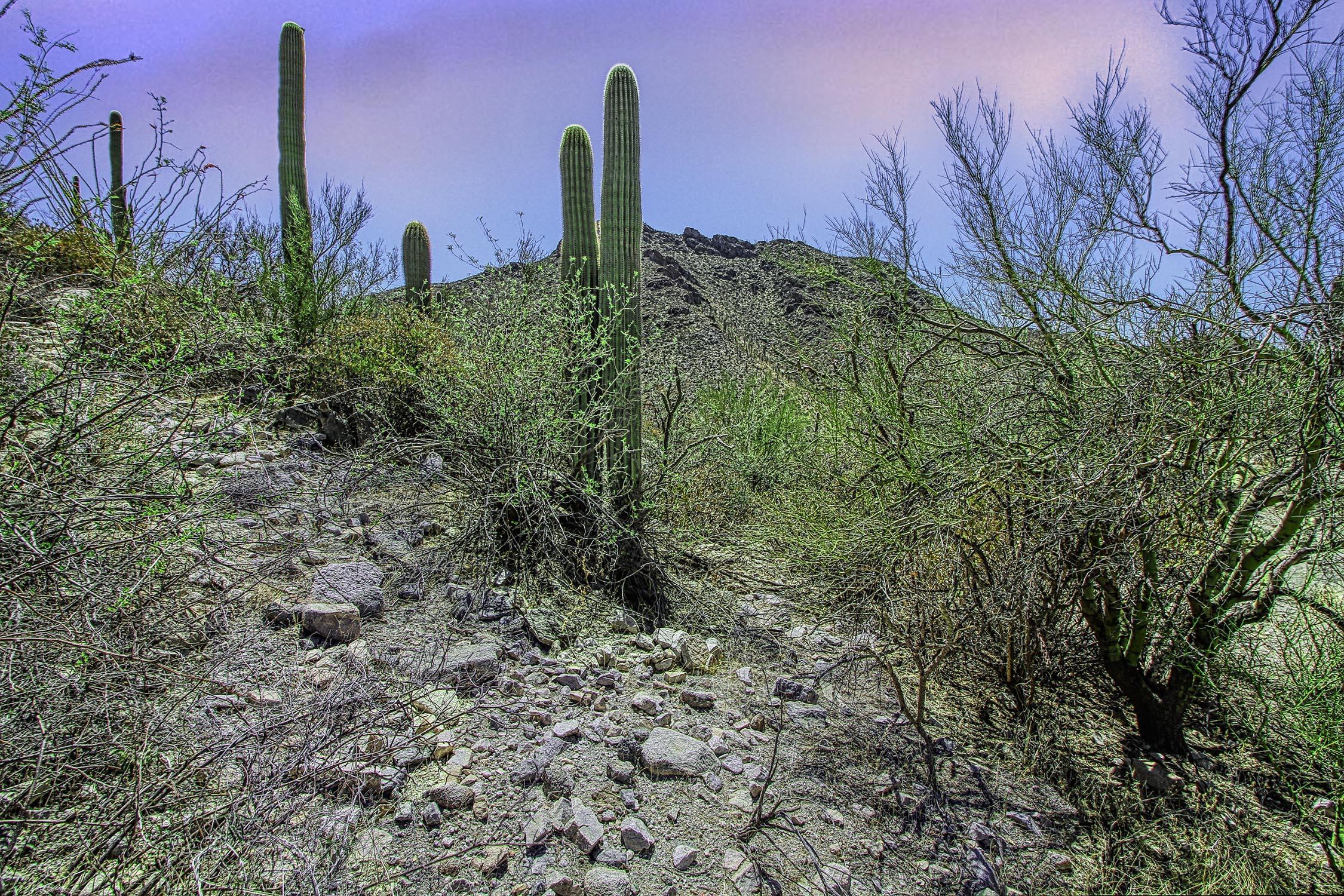 Canyon Pass II At Dove Mountain (49-110) - Land