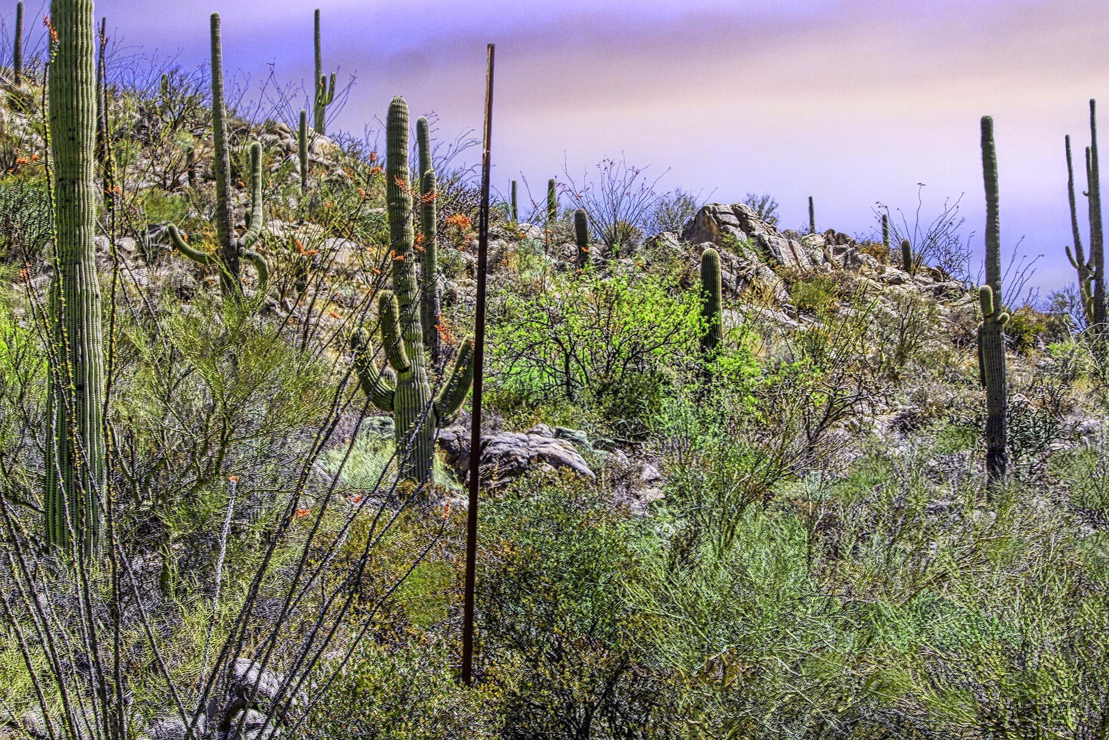 Canyon Pass II At Dove Mountain (49-110) - Land