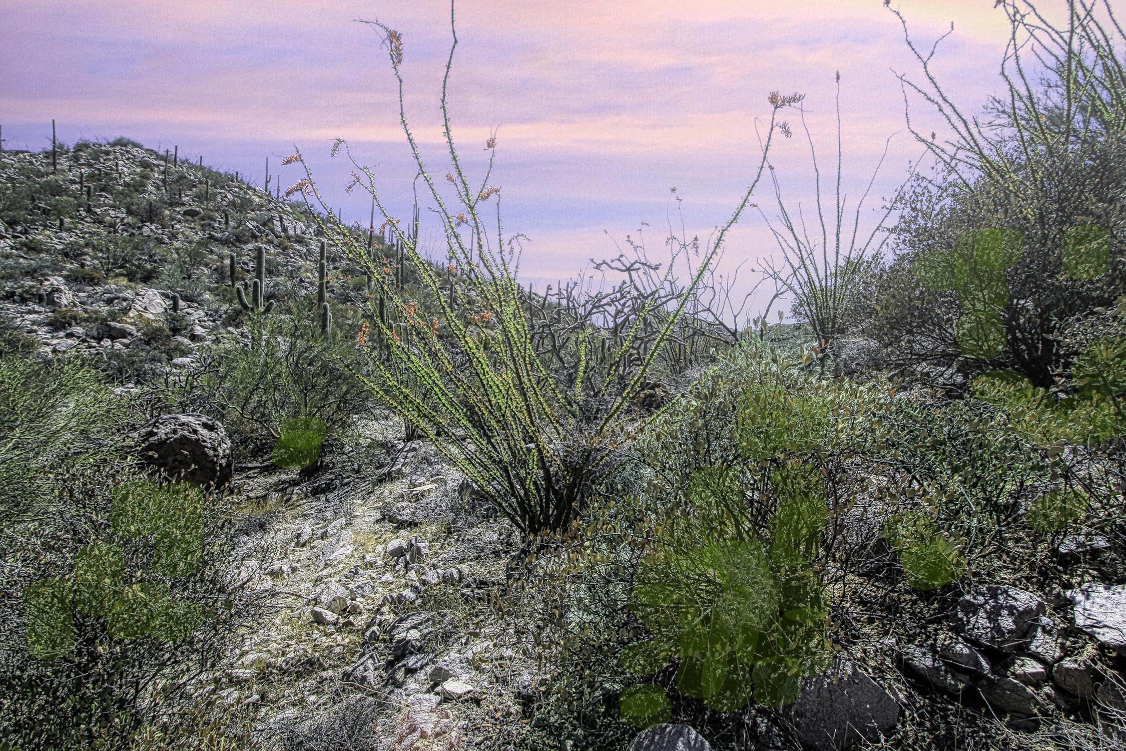 Canyon Pass II At Dove Mountain (49-110) - Land
