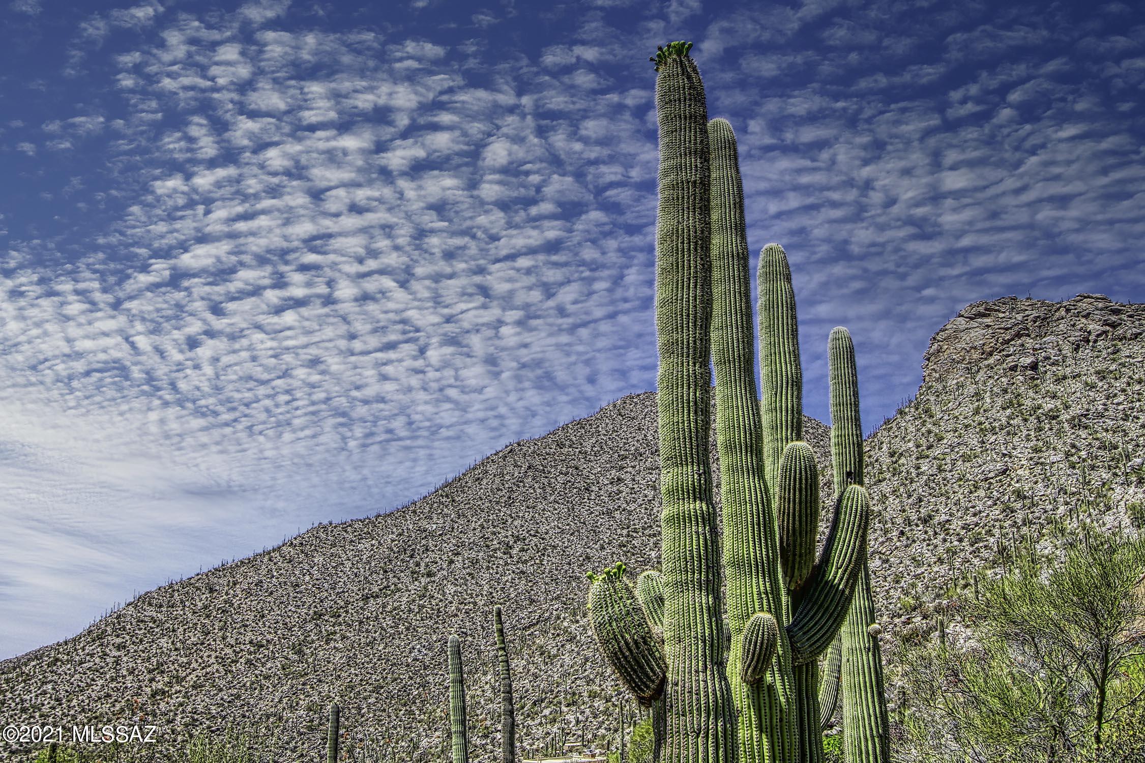 Canyon Pass II At Dove Mountain (49-110) - Land