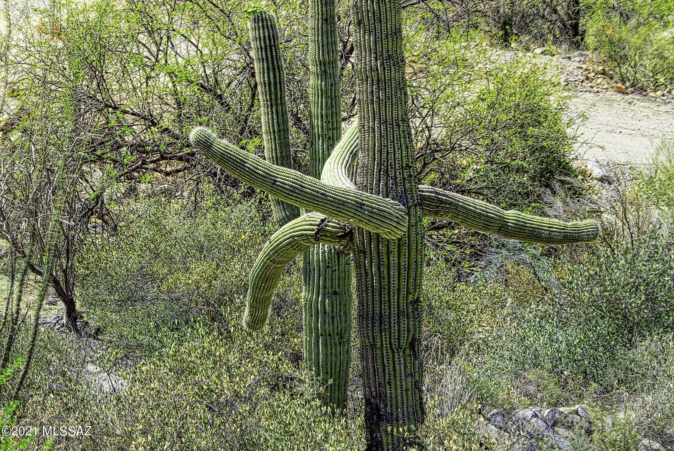 Canyon Pass II At Dove Mountain (49-110) - Land