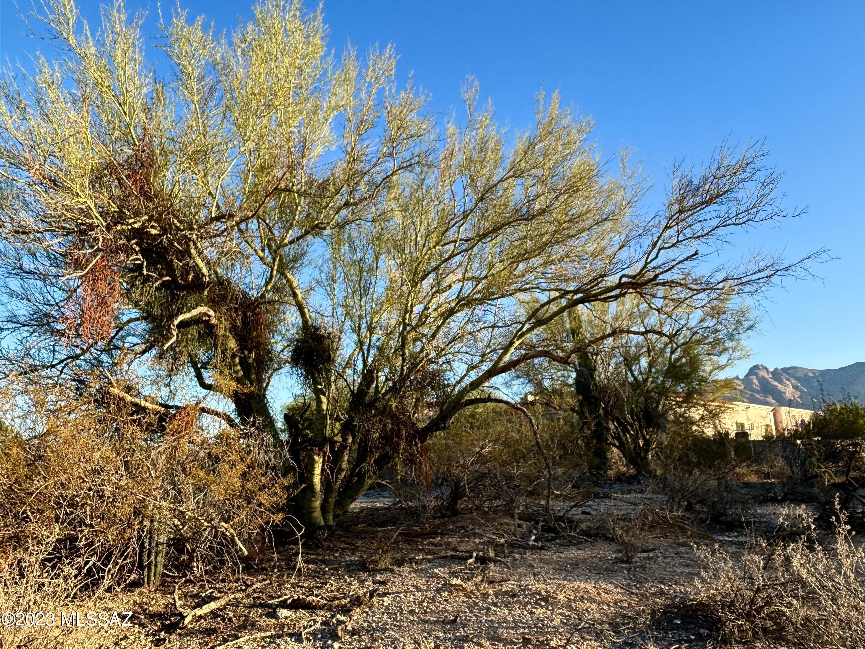Oracle Foothills Estates NO. 7 (301-383) - Land