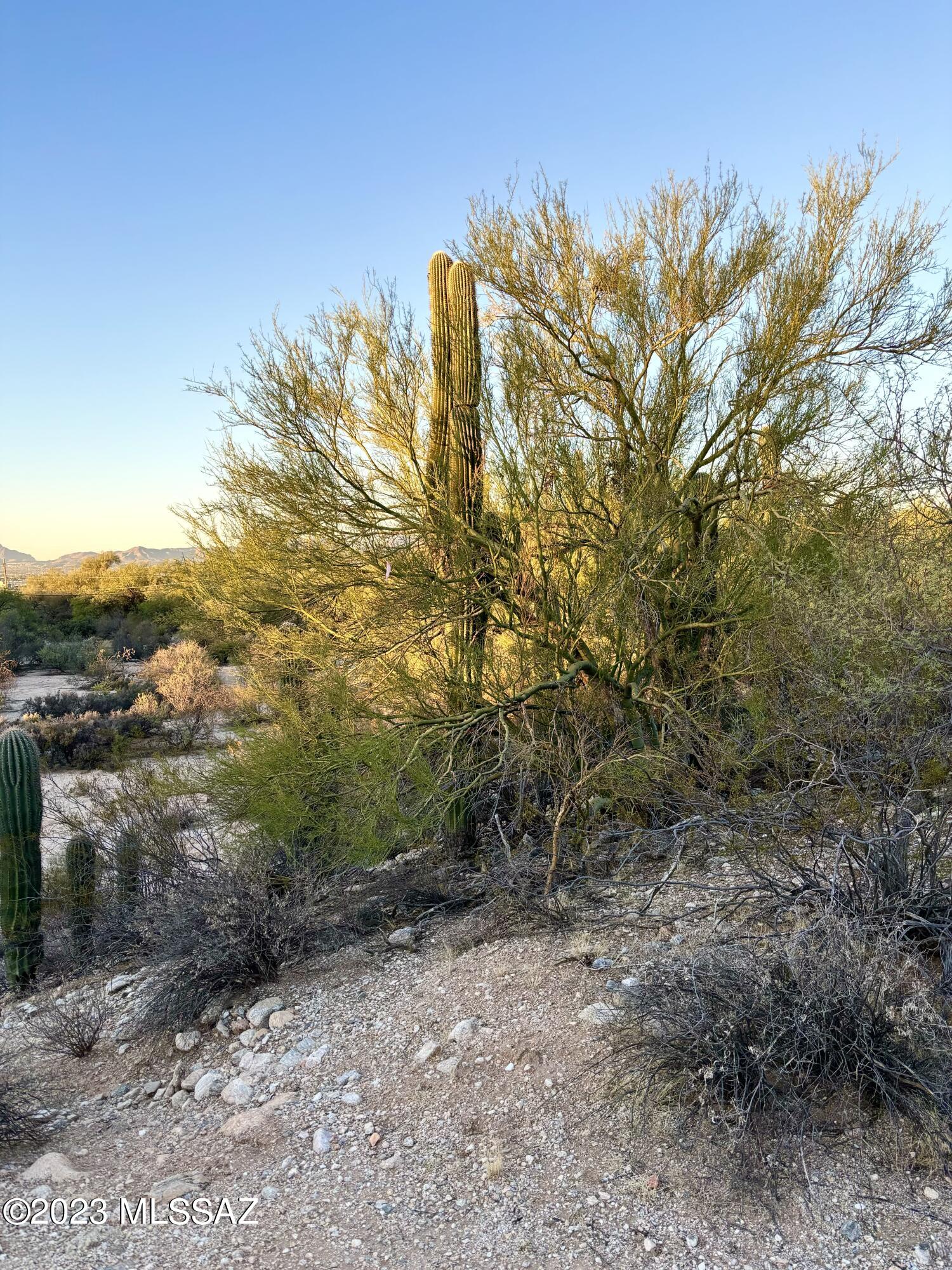 Oracle Foothills Estates NO. 7 (301-383) - Land