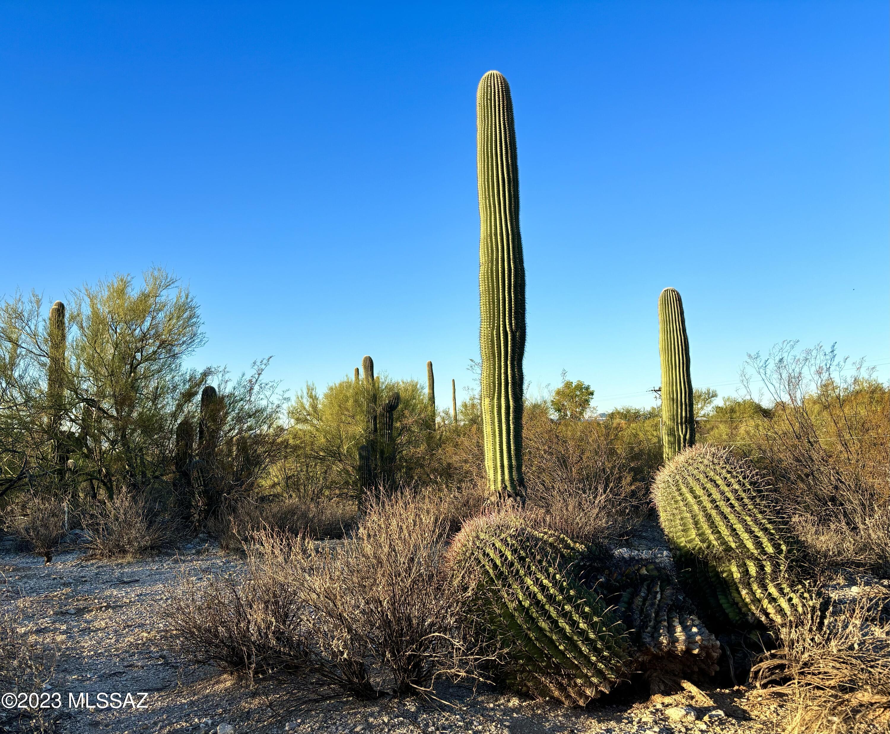 Oracle Foothills Estates NO. 7 (301-383) - Land