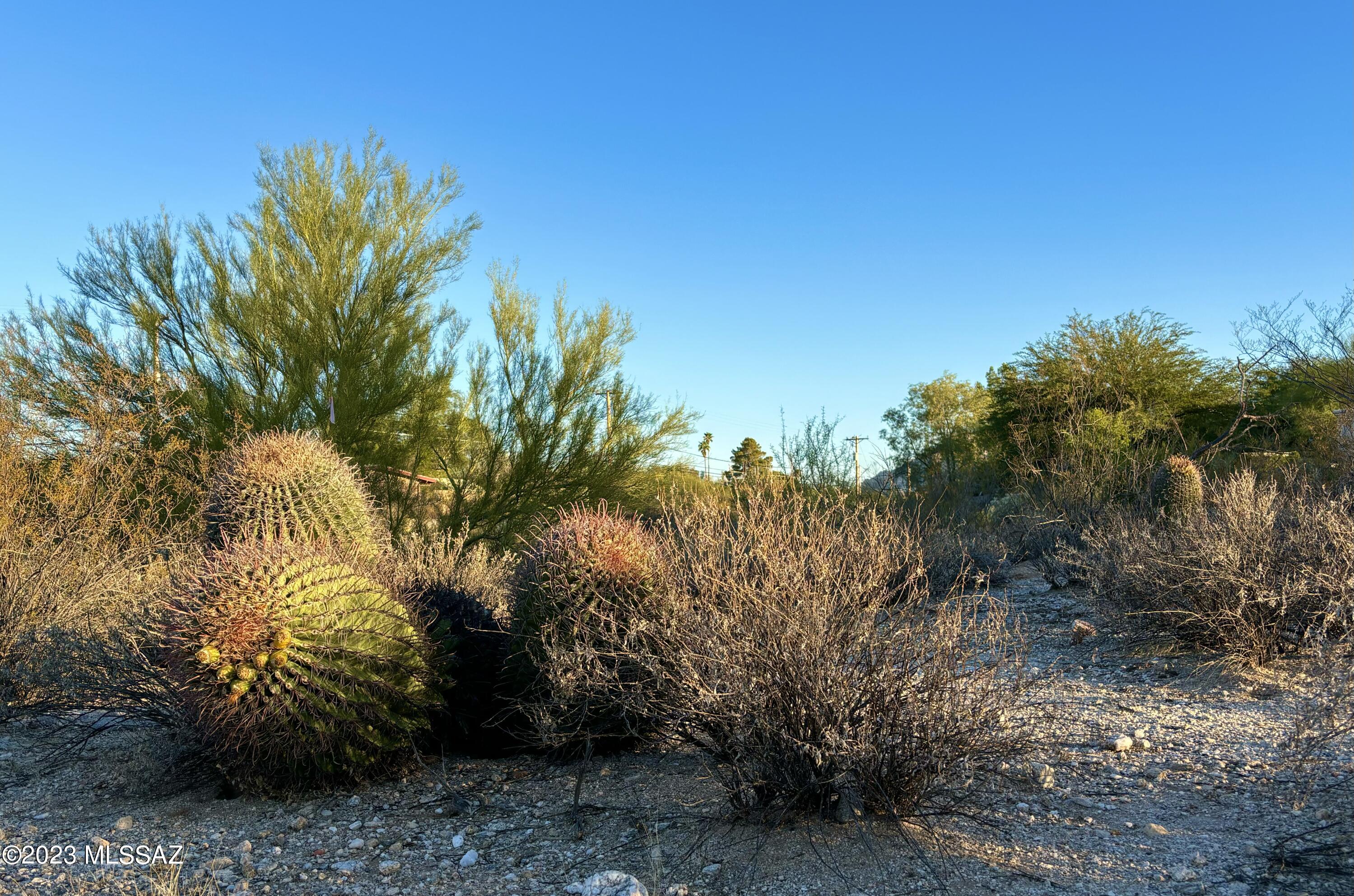 Oracle Foothills Estates NO. 7 (301-383) - Land