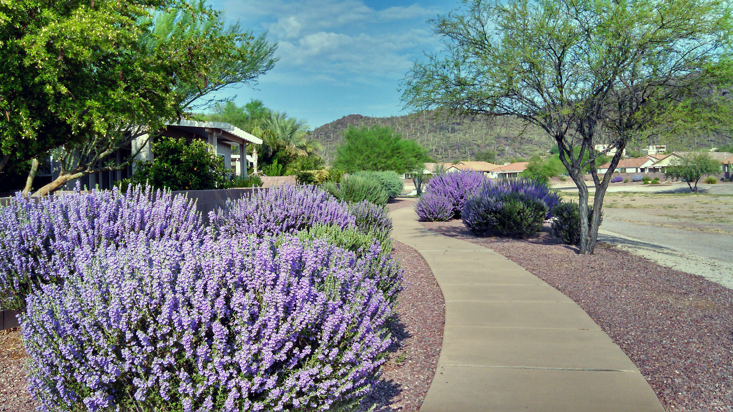 Continental Ranch Sunflower - Residential