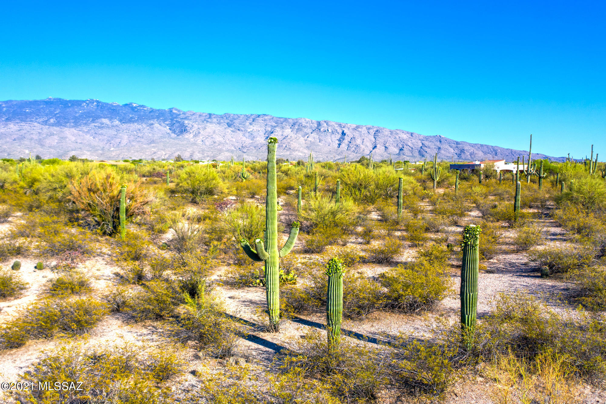 Saguaro Cerro Estates - Land