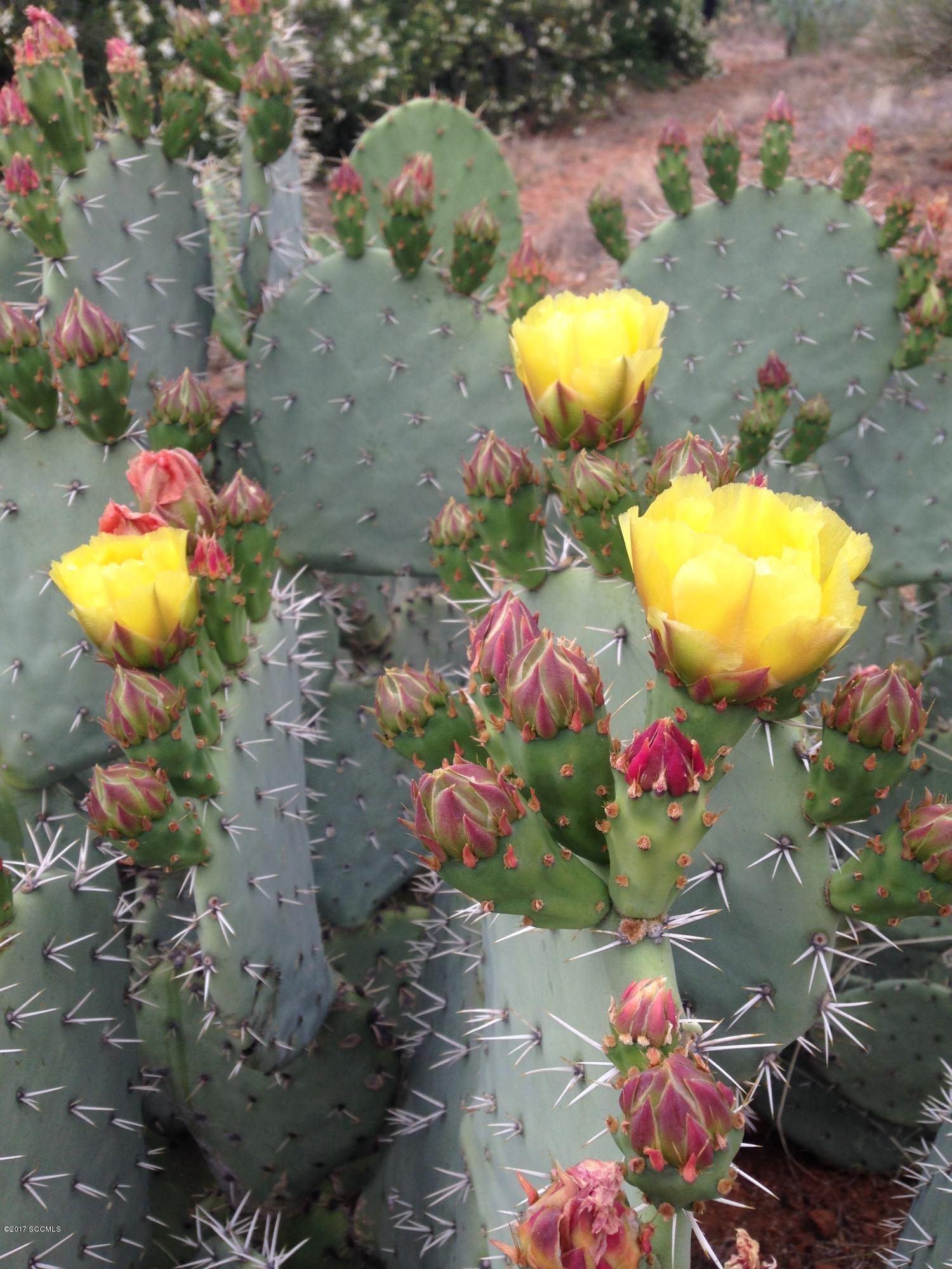 Rio Rico Ranchettes 17 - Residential
