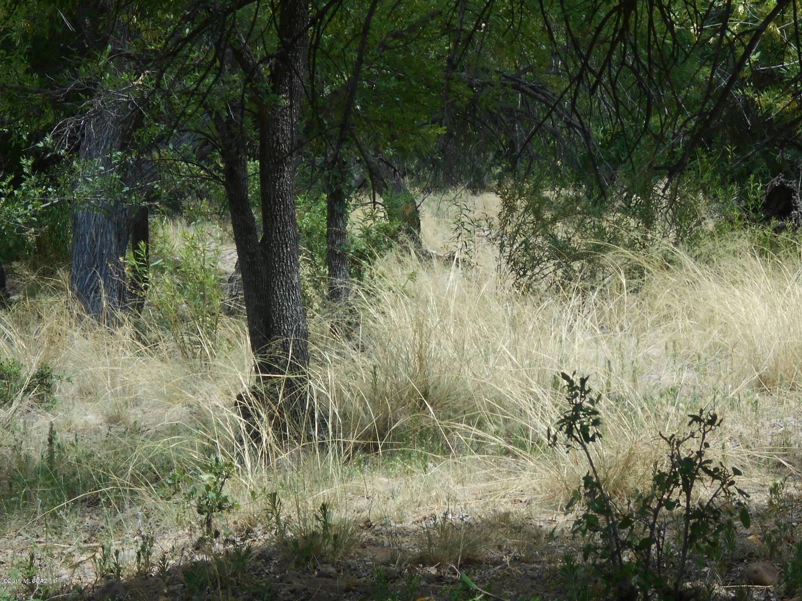 Turkey Creek Ranch - Land