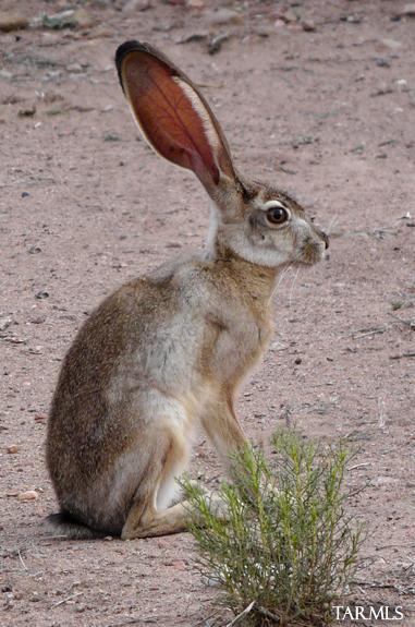 Out Of Pima County - Residential