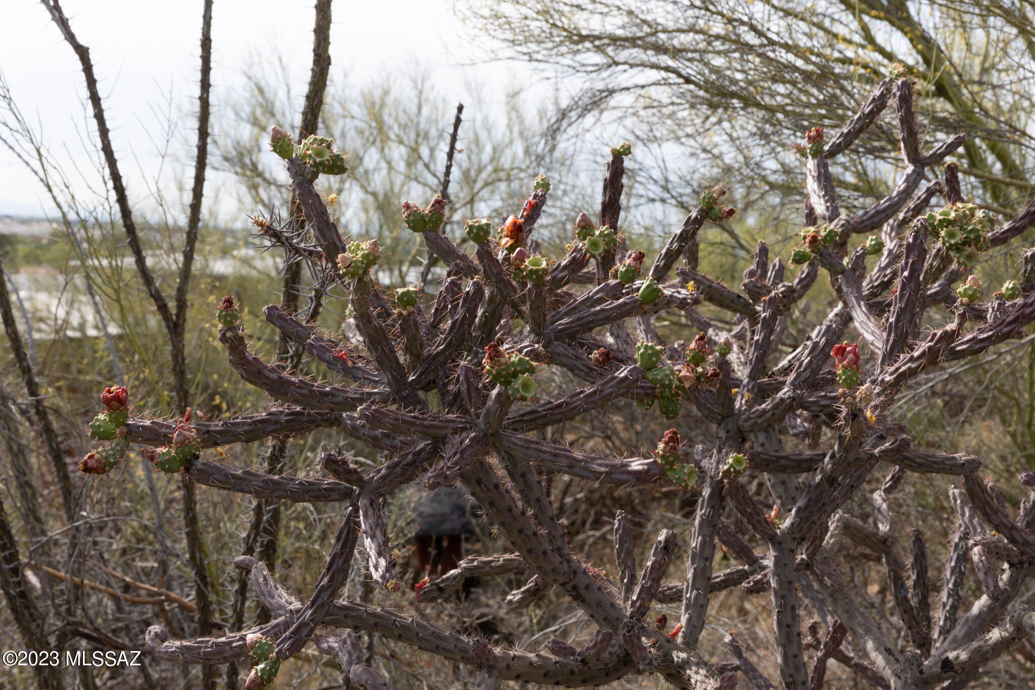 Tucson Terrace - Land