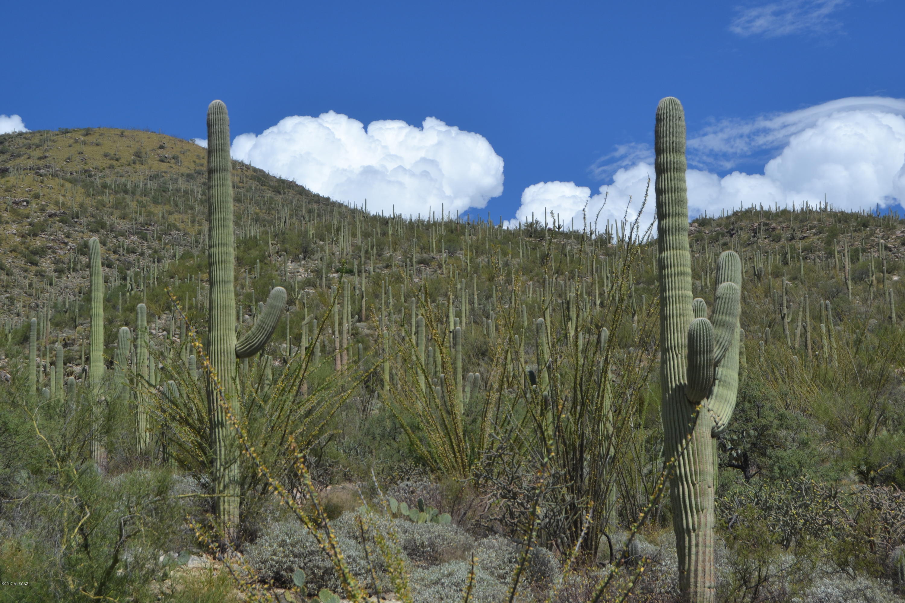 Sabino Estates (1-45) - Land