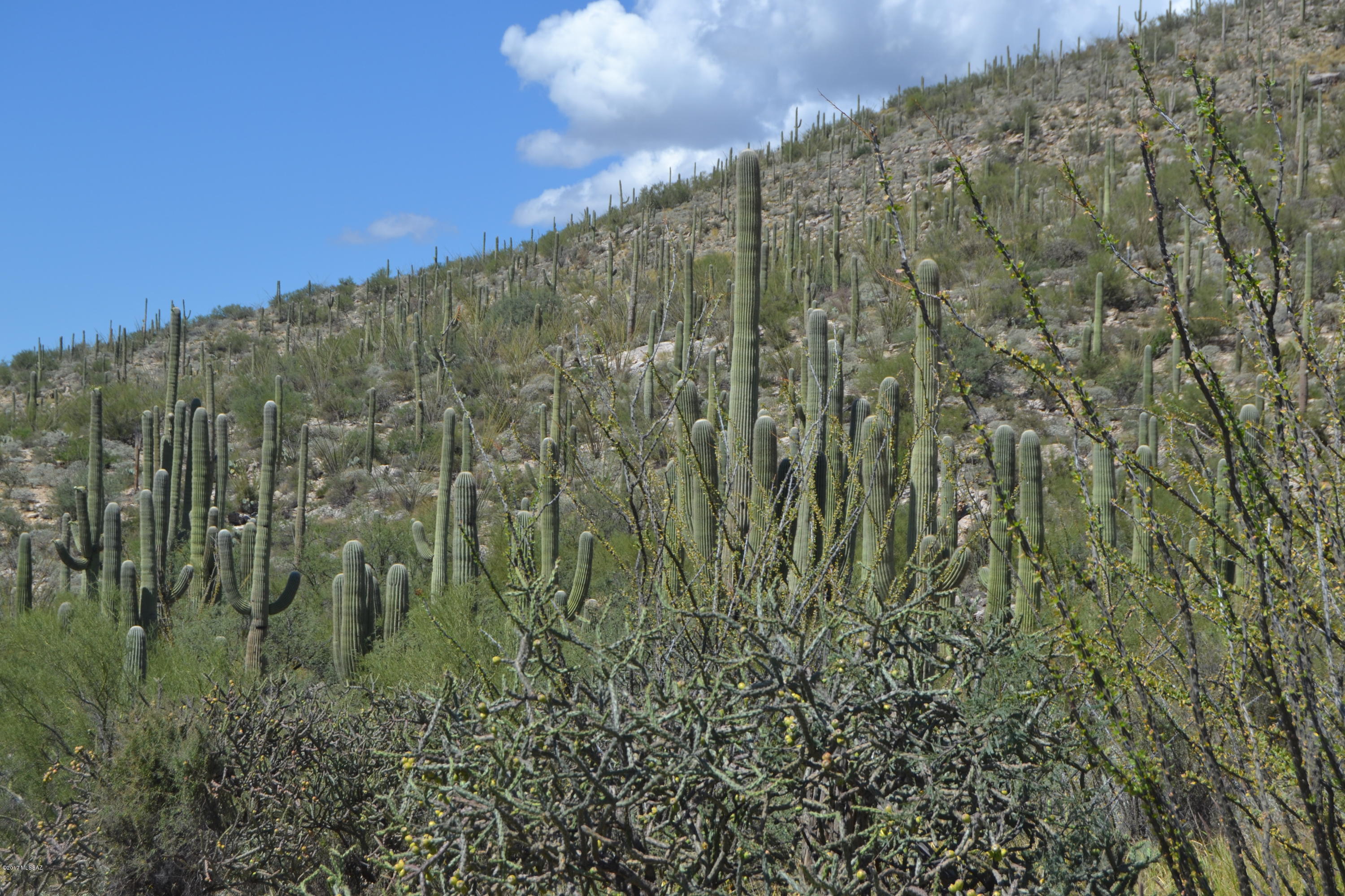 Sabino Estates (1-45) - Land
