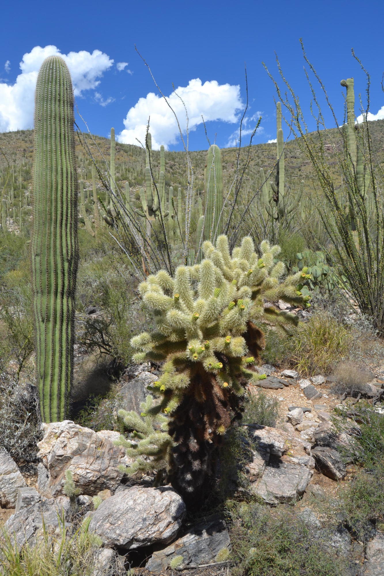 Sabino Estates (1-45) - Land
