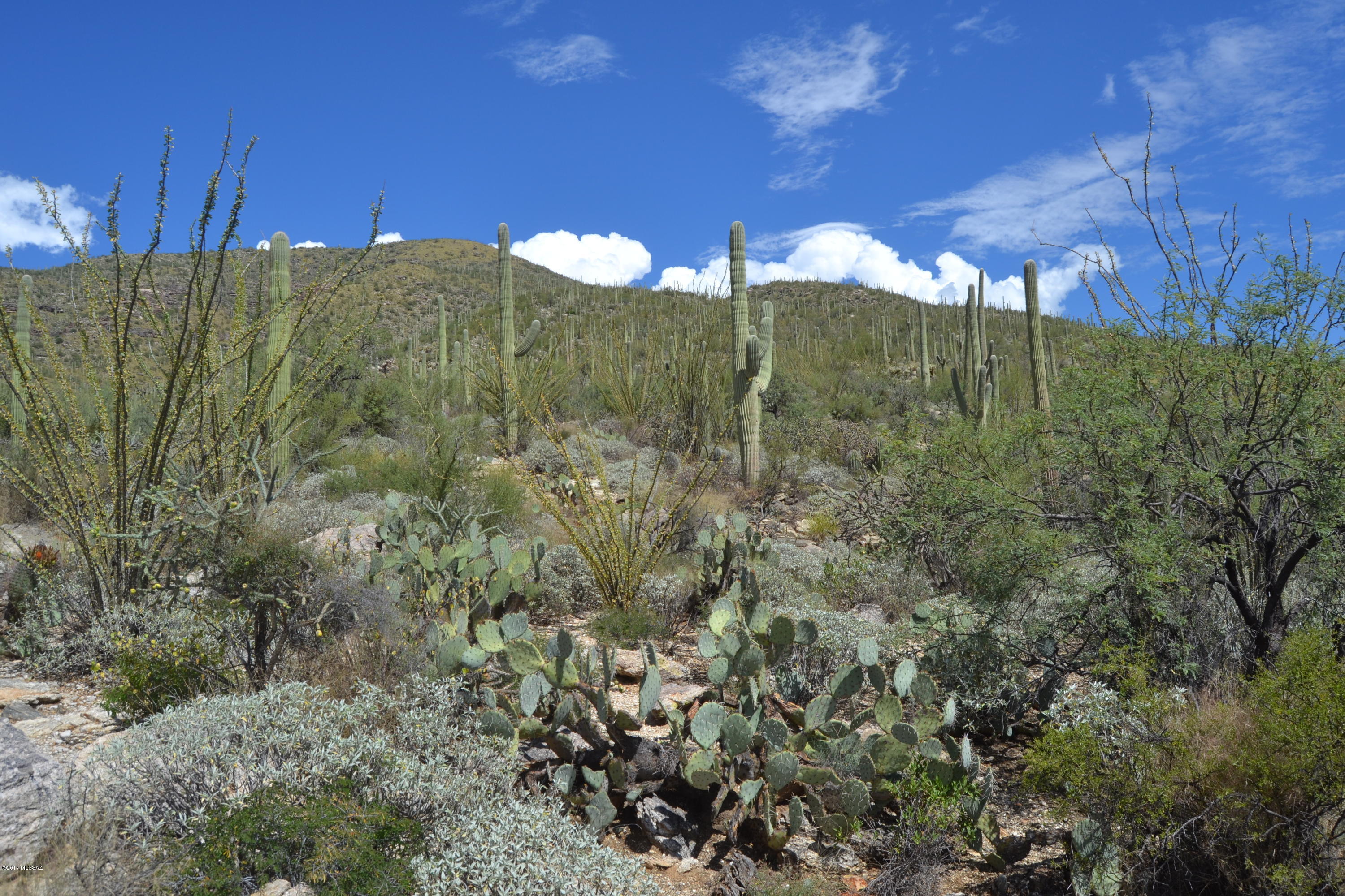 Sabino Estates (1-45) - Land