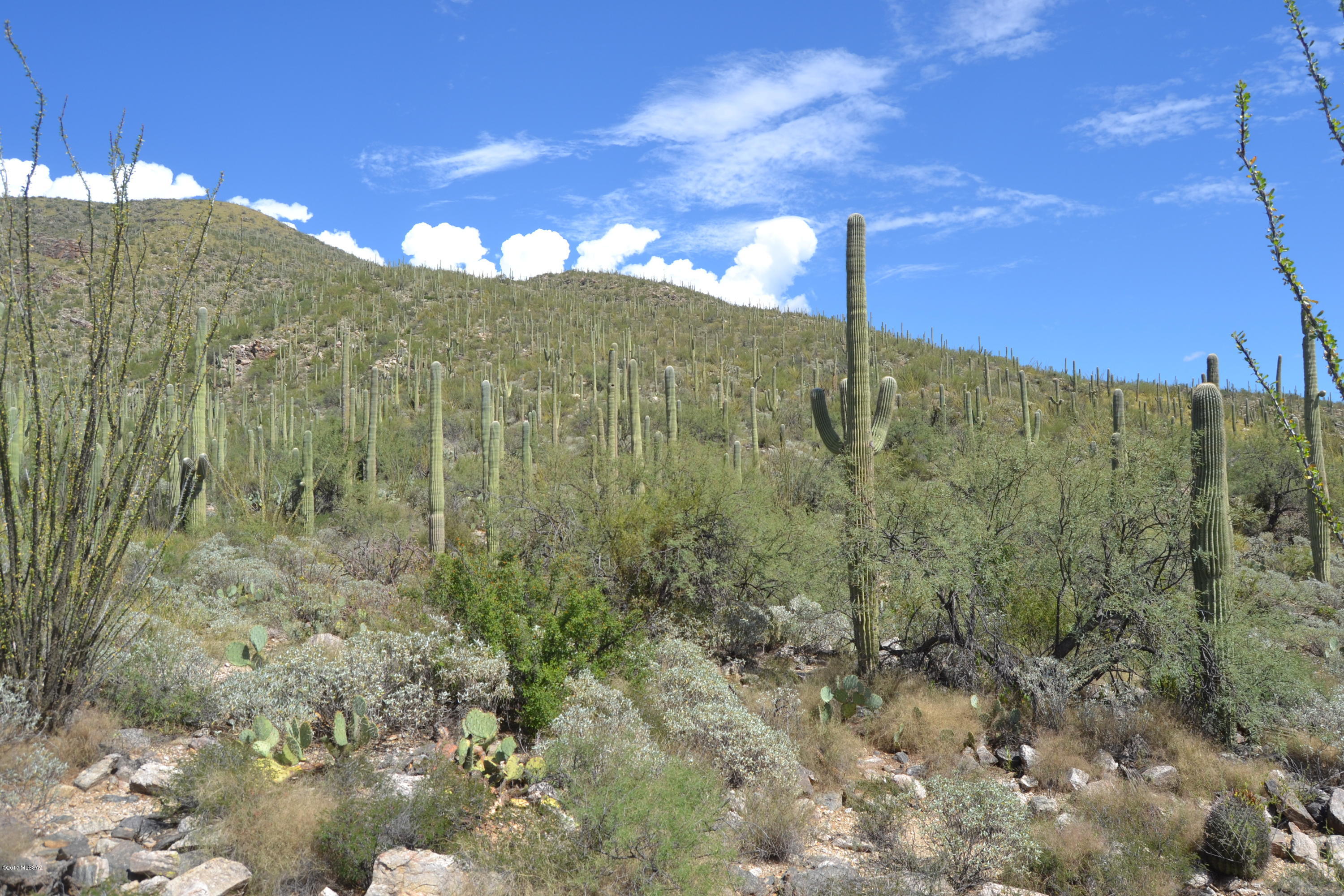 Sabino Estates (1-45) - Land