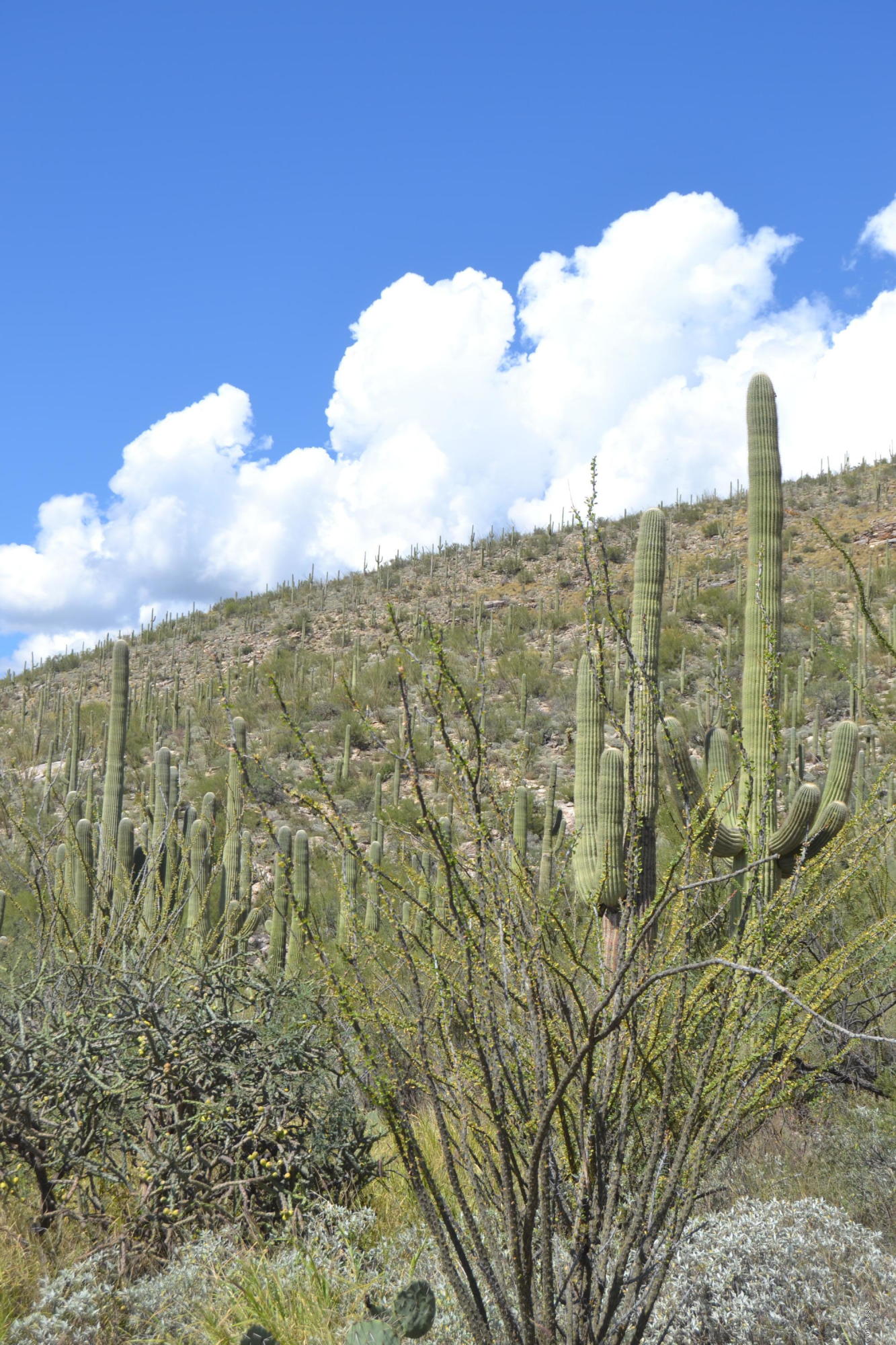 Sabino Estates (1-45) - Land