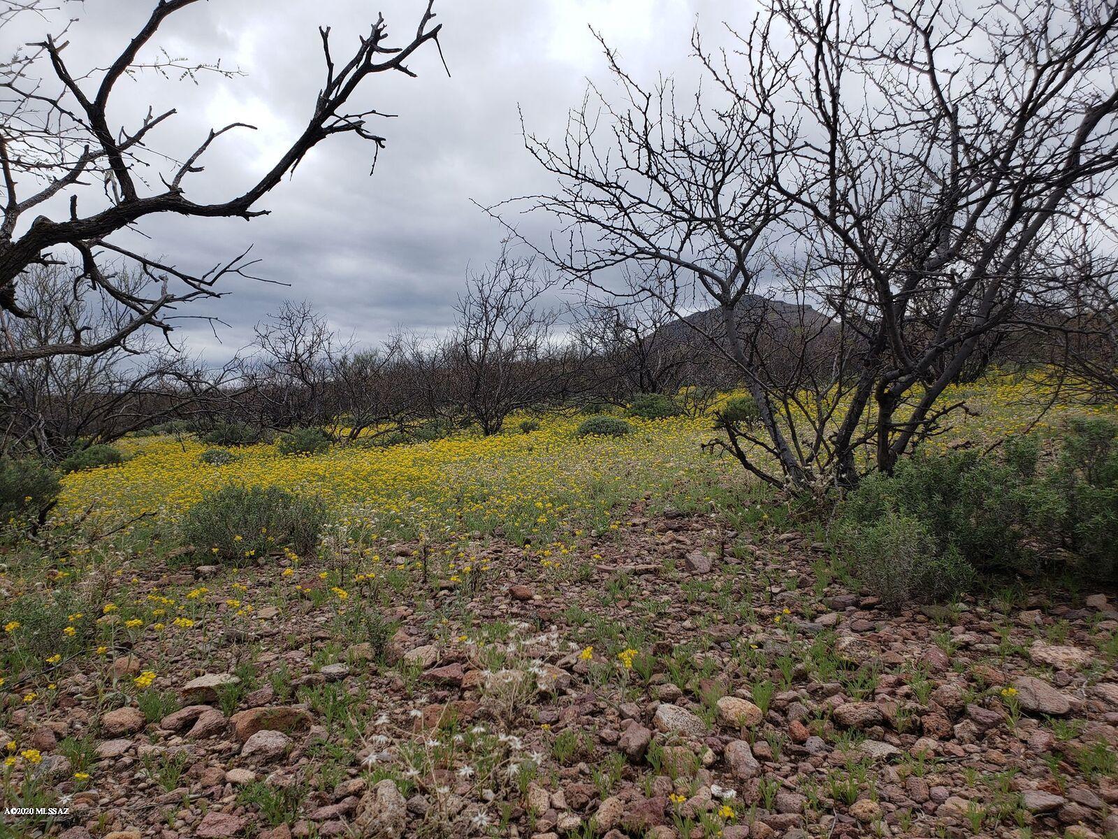 Aliso Springs - Land