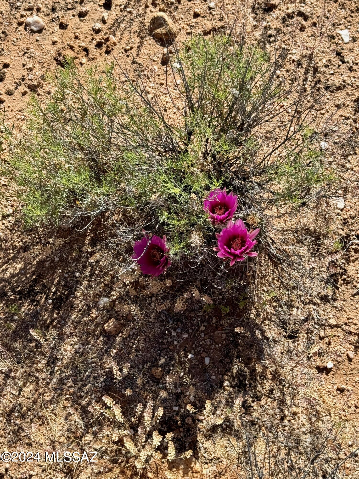 Diamond Bell Ranch Chaparral Unit (1-24, 26-228) - Land