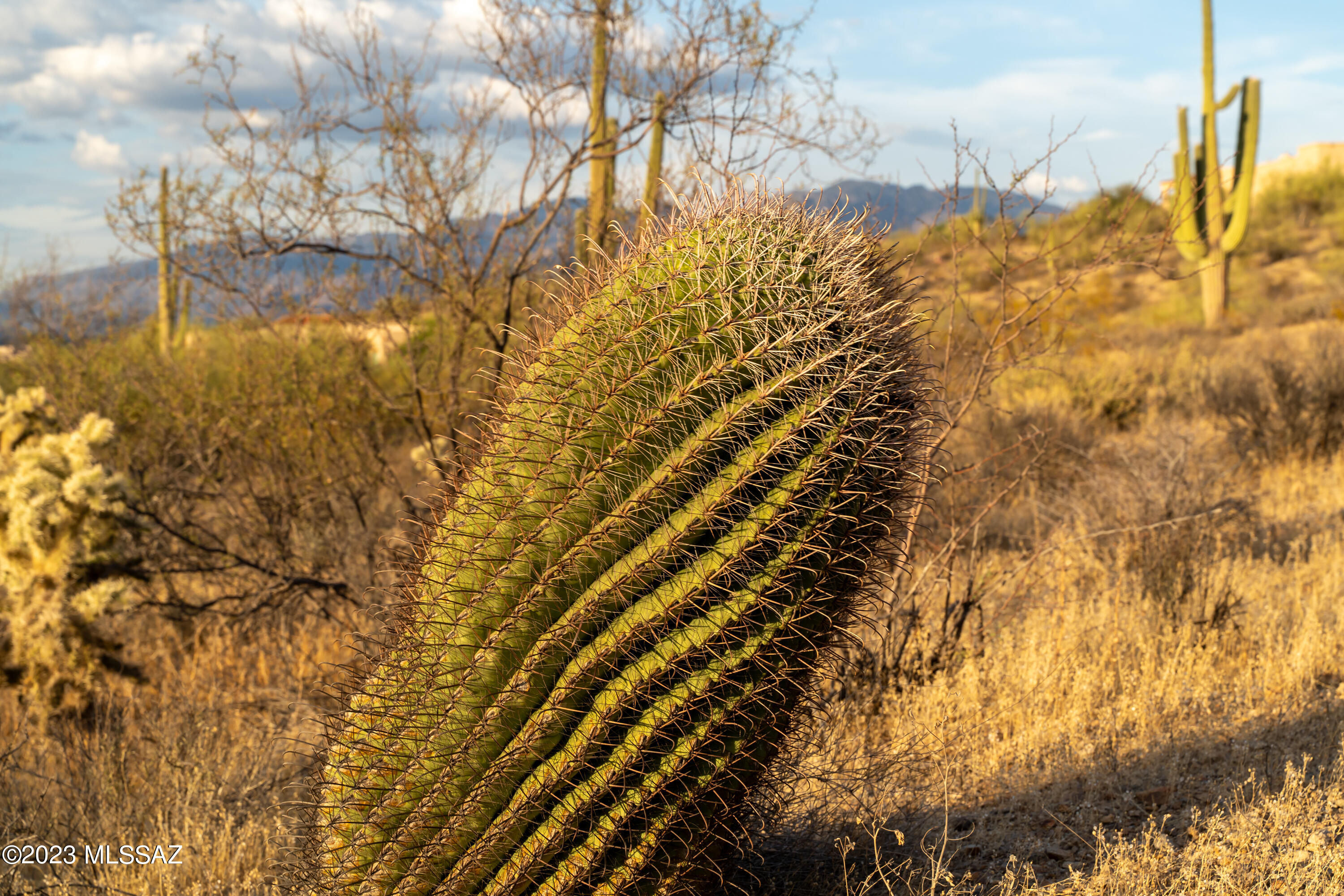 Tucson Mountain Reserve (1-124) - Land