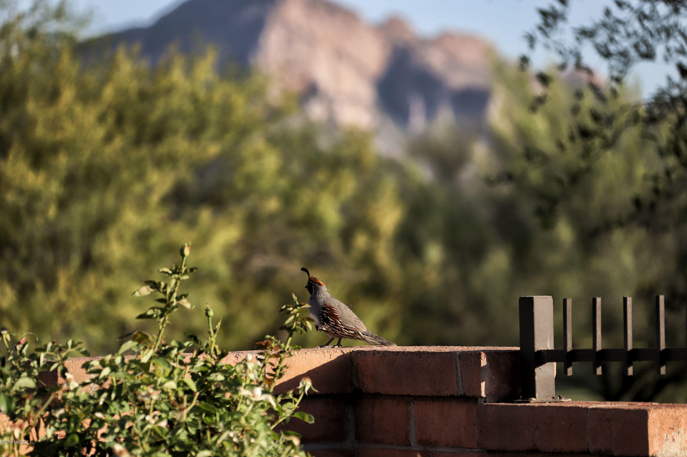 Sun City Vistoso Unit 7(1-227) - Residential
