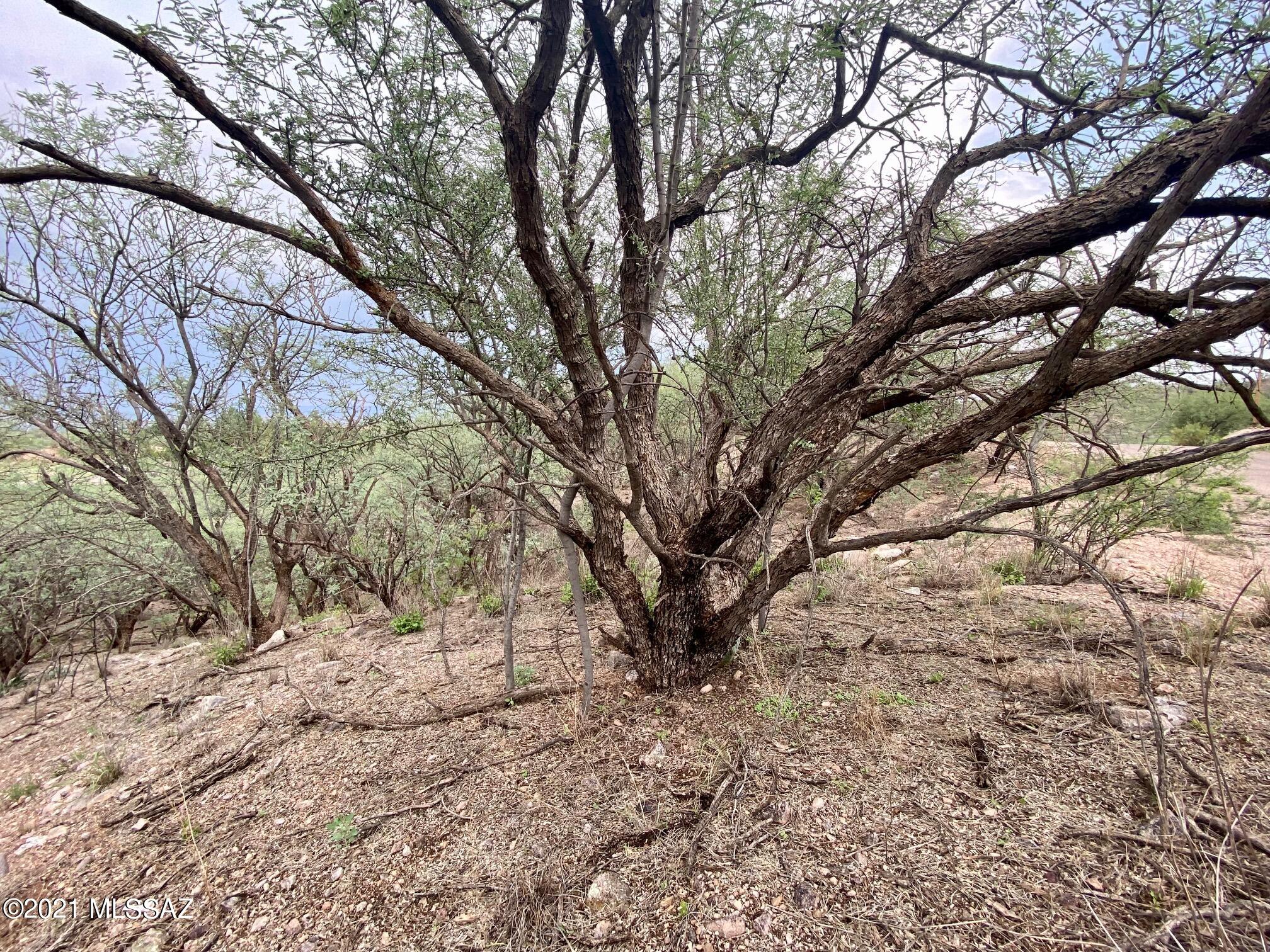 Rio Rico Estates - Land