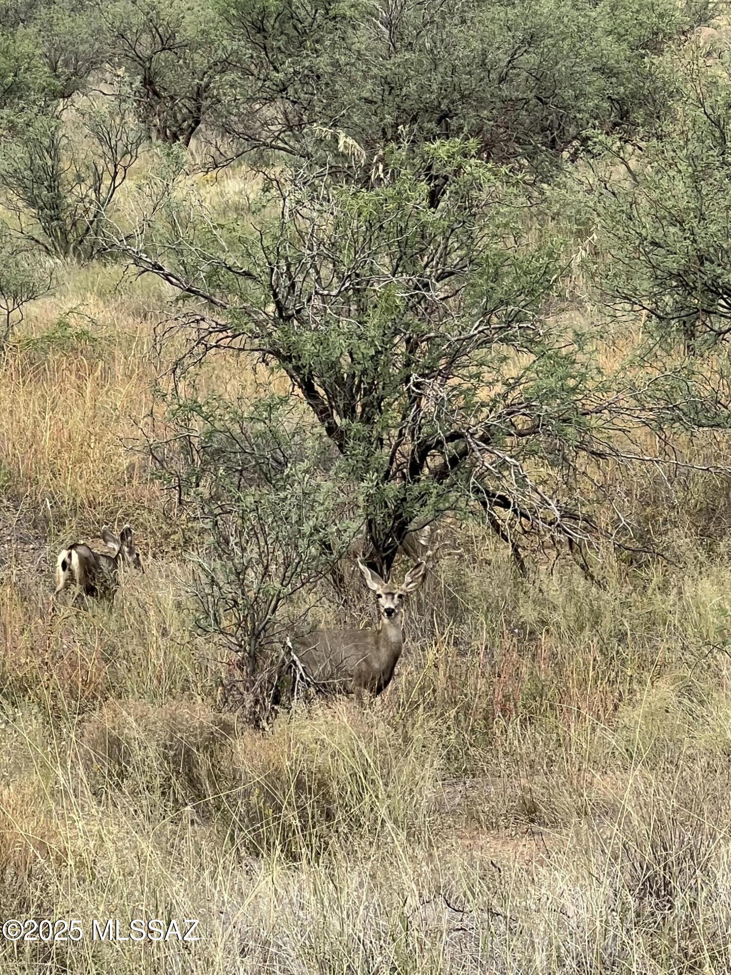 Arivaca Lake Est - Land