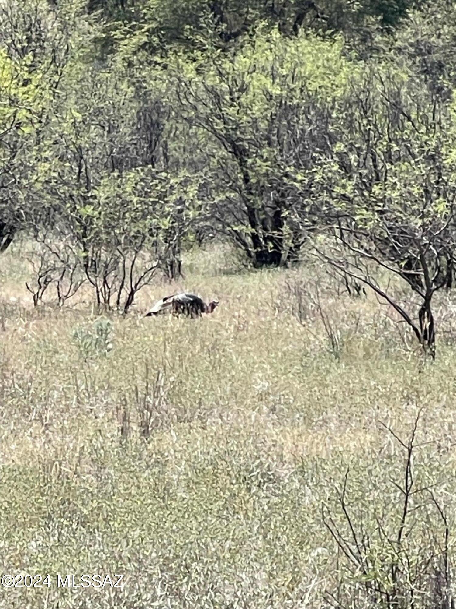 Crown C Ranch - Land