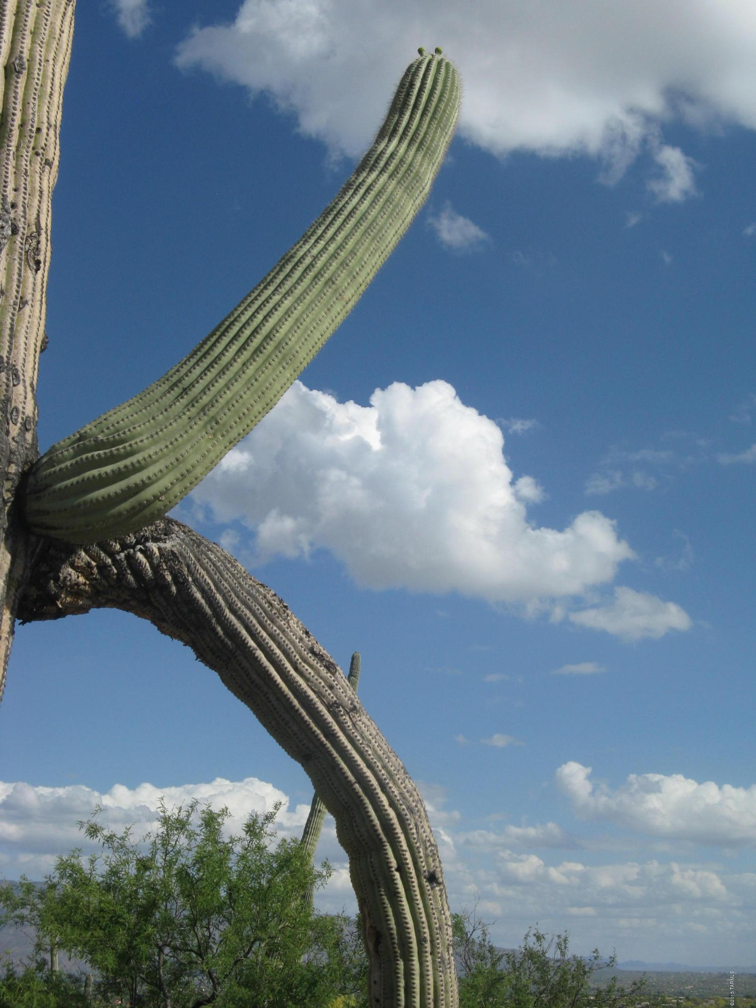 Fetzer Ranch (1-60) - Land