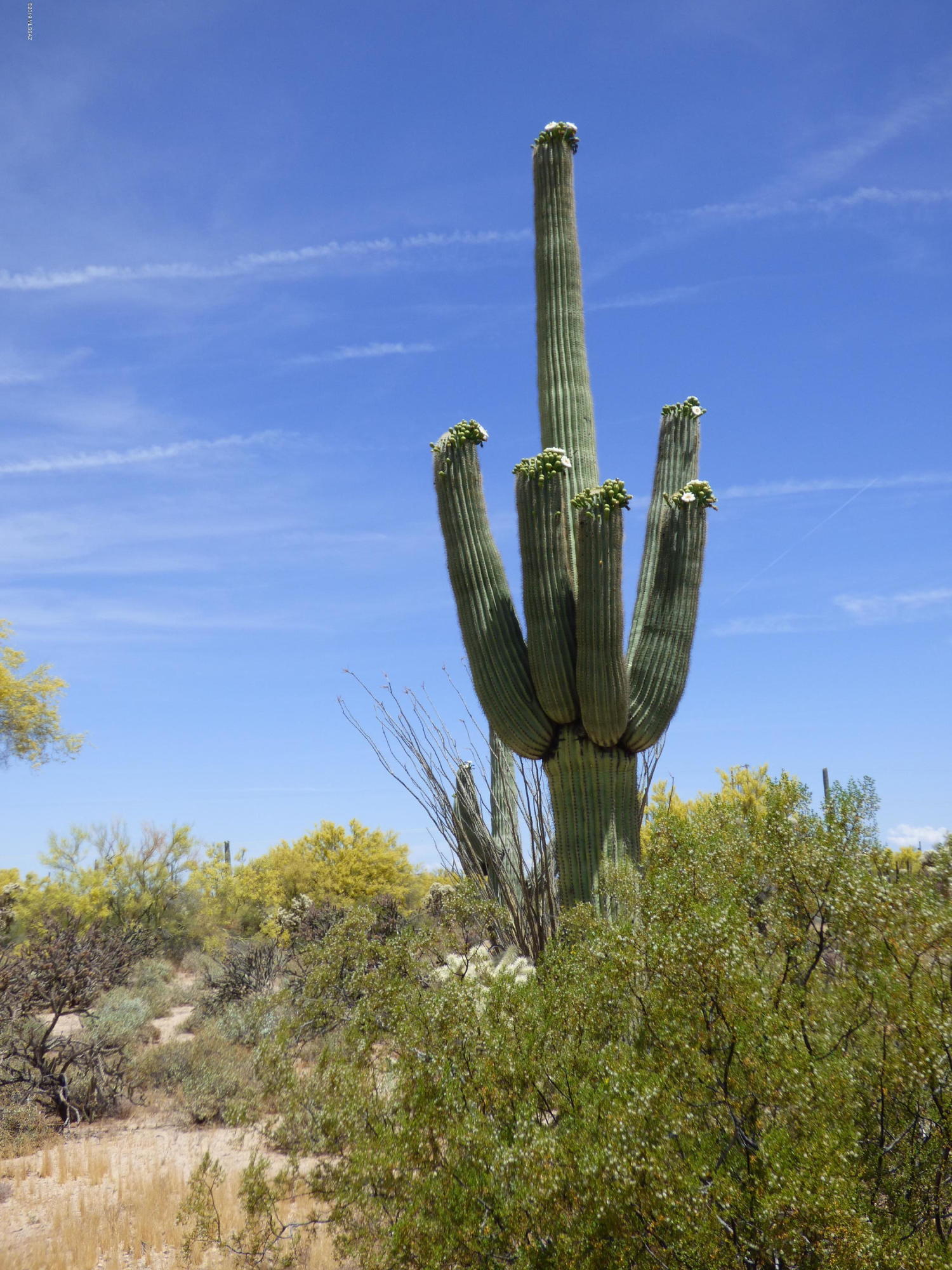 Fantastic property ideal for the horse enthusiast, outdoor adventurer, or if you are just looking to get away from it all. 5 acres of flat land with
mountain and sunset views. Saguaros dot the land bringing the Sonoran Desert to your door. Easier access with the new Cattle Tank paved road from Davis Ranch.