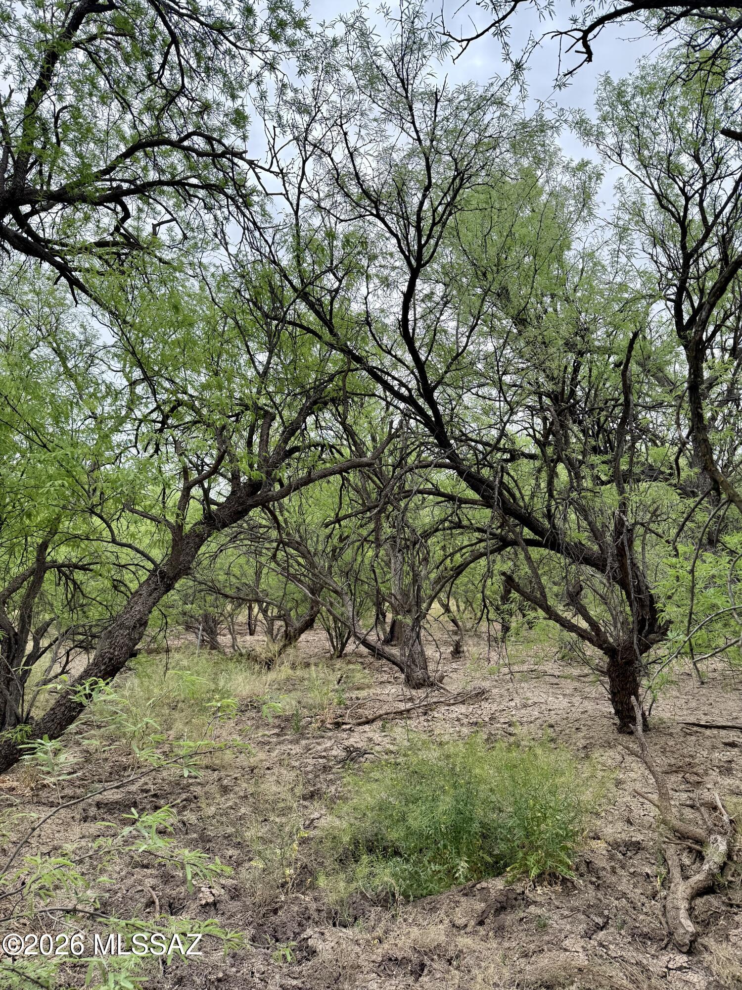 Quiet, rustic 10-acre parcel shaded by old-growth mesquite trees and surrounded by the natural beauty of the desert. This peaceful piece of land offers wide-open skies, fresh air, and the kind of privacy that makes it easy to slow down and enjoy the simple things. Ideal for a homestead, small ranch, or a private getaway. A registered well is already on site and capped, and electric is available a short distance away, giving you a head start when you're ready to build. If you've been looking for a place with character, space, and a true country feel, this property is worth exploring.