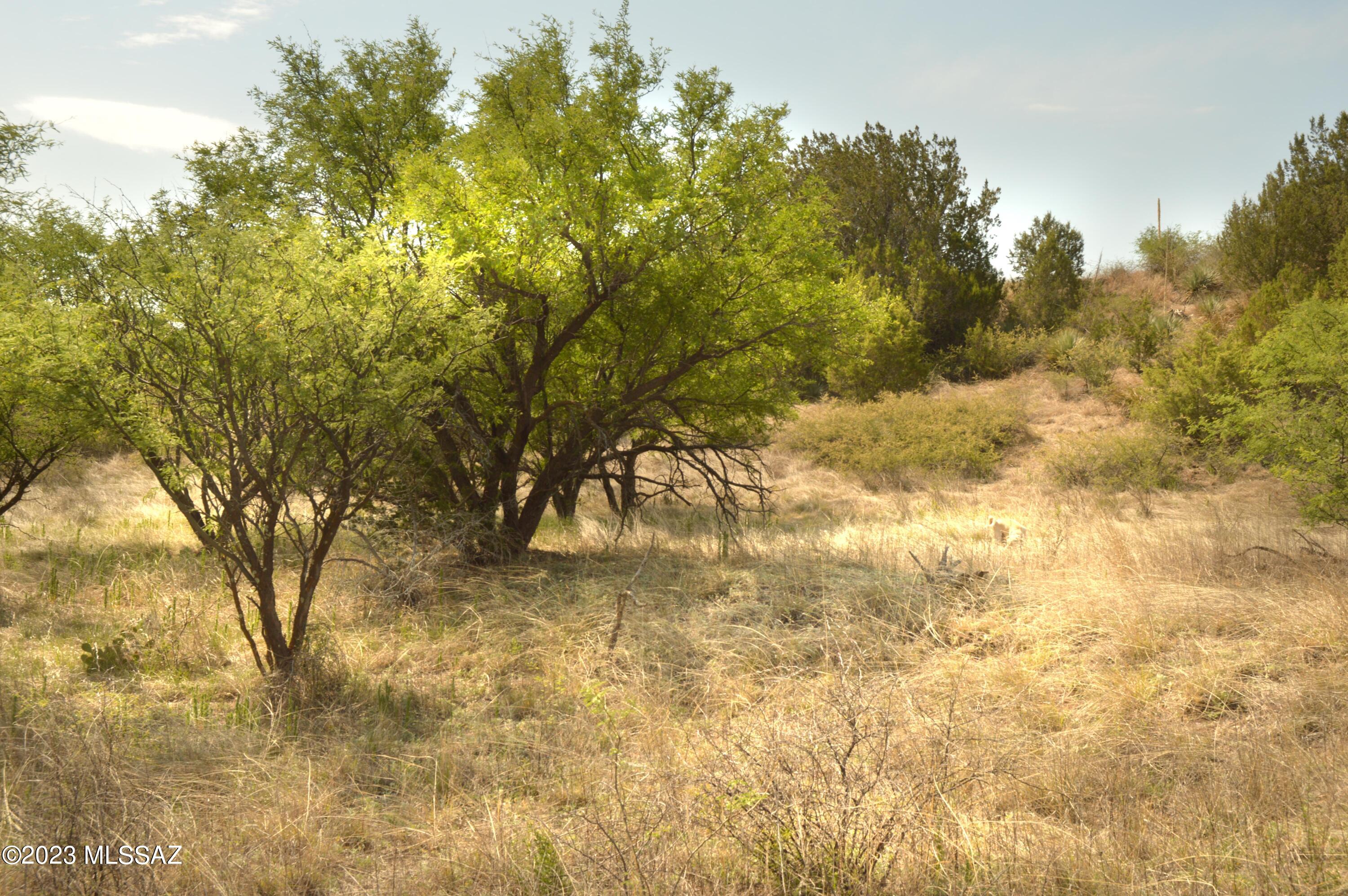 WILDLIFE CORRIDORS is an environmentally thoughtful development in the heart of Southern Arizona's Sky Islands. Recognized by the National Association of Counties for best practices in sustainable projects and programs, Wildlife Haven was designed to protect the land and wildlife while providing an exceptional community lifestyle for its residents. Each parcel has a predetermined building location/pad that is cushioned within a conservation easement, the land will continue to sustain the natural wildlife corridor and migratory bird pathway. Recently the water line has been taken up the driveway to the building site/pad.  
See: BorderlandsRestoration.org for more information.