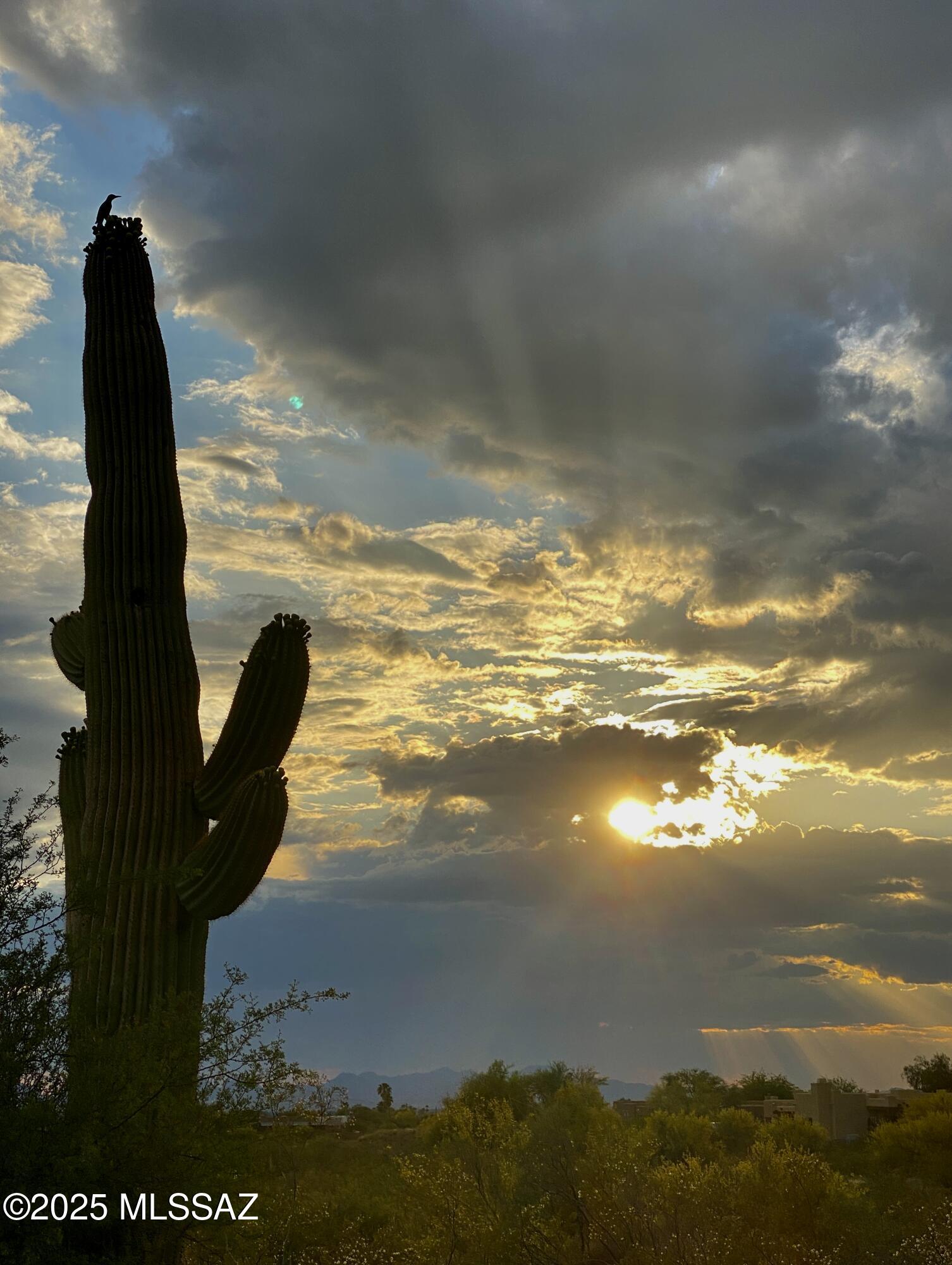 Saguaro Monument Estates - Land