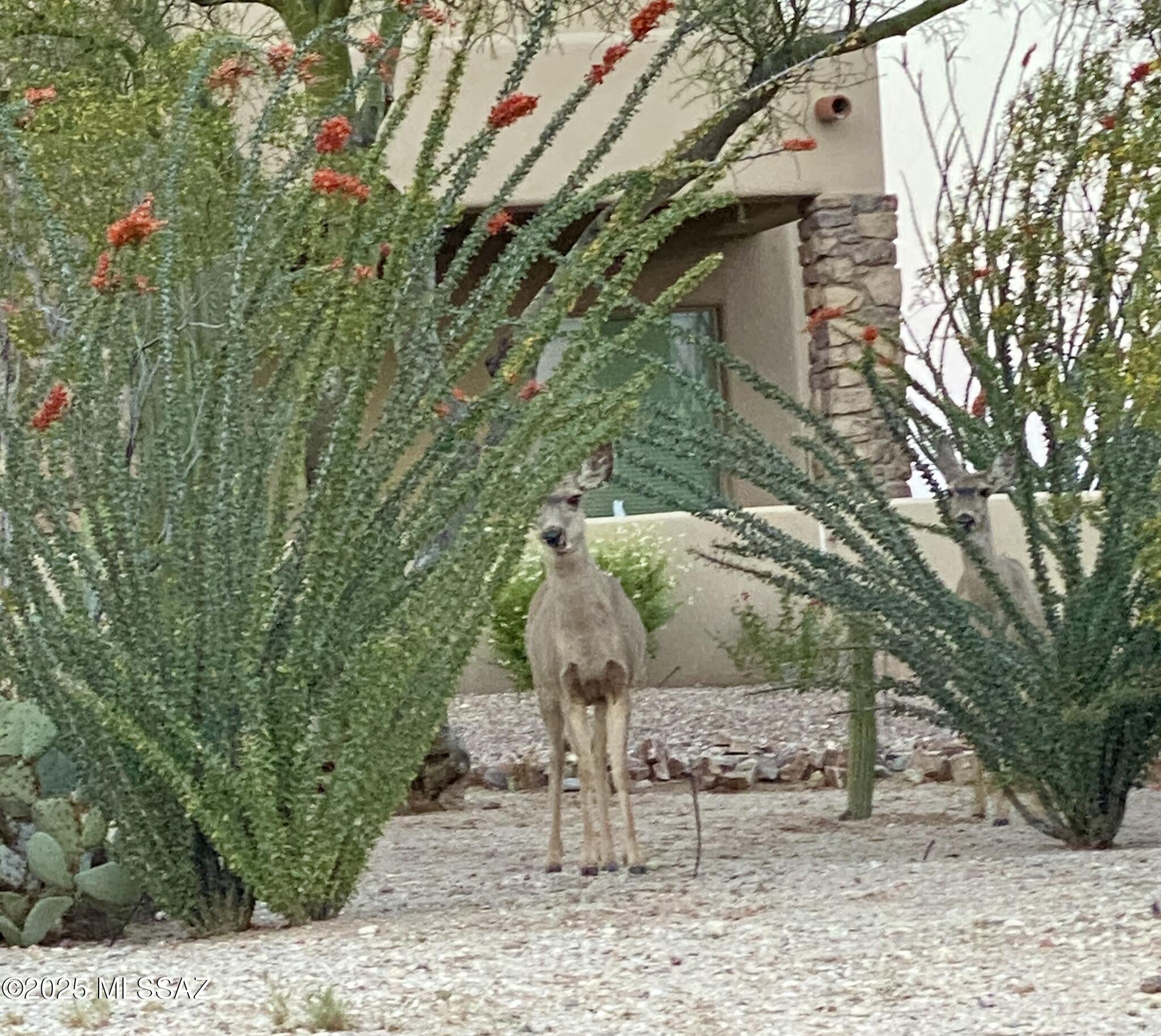Saguaro Monument Estates - Land