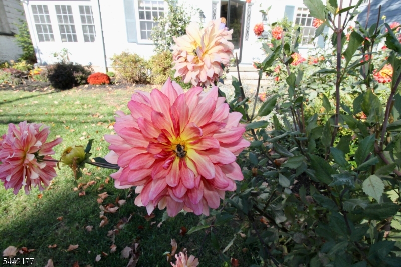 Upper Montclair - Residential